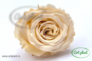 Mini Roze Warmi Champagne CHA01 - Img 2