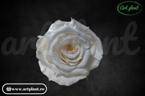 Mini Roze Warmi Ivoire CHA89