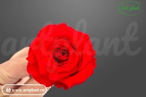 Mini Roze Warmi Rosu Deschis Ora03