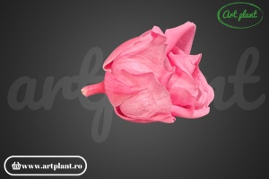 Miniroze Criogenate Baby Pink S - Img 3