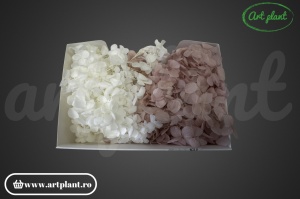 Mix Hortensie Stabilizată – Set cu 2 Culori Naturale - Img 2