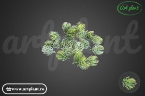 Mugure de pin cu efect „white washed” verde