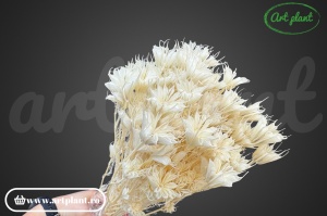 Nigella Orientalis Alba(G)