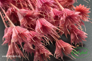 Nigella orientalis filder