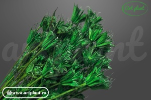 Nigella orientalis verde (G) - Img 2
