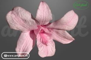 Orhidee Dendrobium Pink - Img 1