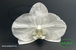 Orhidee Phalaenopsis Pure White