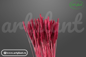 Phleum bordo (G)