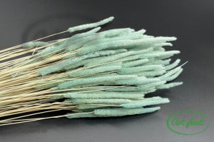 Phleum Turquoise