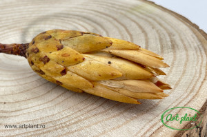 Protea galben natur