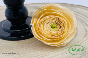 Ranunculus Criogenat Champagne CHA99 - Img 1