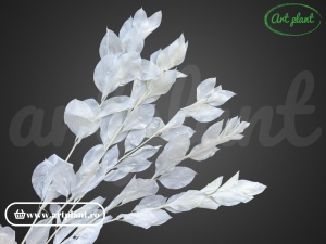 Ruscus de grădină alb - Img 1
