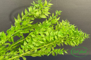 Ruscus grass green