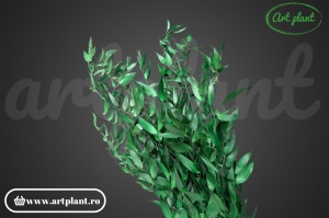 Ruscus italian stabilizat verde