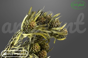 Salignum stabilizat green (female) (G)