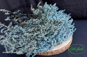 Statica Tatarica ( Limonium) Celeste