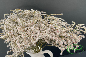 Statica Tatarica ( Limonium) Natur