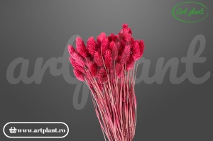 Talaris Burgundy