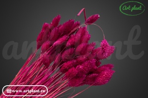 Talaris fuchsia inchis (G) - Img 2