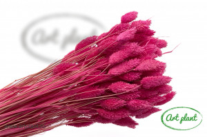 Talaris fuchsia