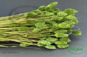Talaris verde abete