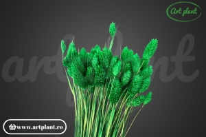 Talaris verde (G)