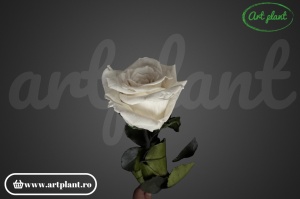 Trandafir criogenat Alb-Crem Whi04 cu tijă, 30 cm - Img 3