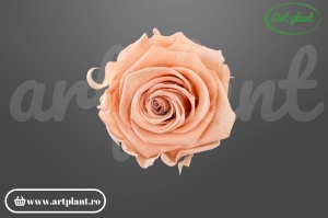Trandafir criogenat Antique Pink L
