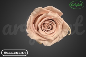 Trandafir criogenat Antique Pink XL - Img 7
