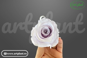 Trandafir criogenat Grey - Lila XL - Img 2