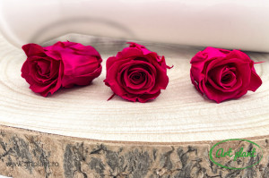 Trandafir criogenat Hot Pink M