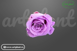 Trandafir Criogenat Lila Vio03