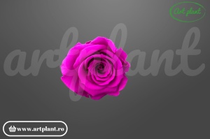 Trandafir Criogenat Mov Pur02