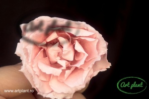 Trandafir criogenat Pastel Pink - Img 1