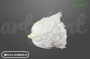 Cap de trandafir criogenat ivory 100% natural, Romantic Shape, Ø 6–6.5 cm, decor interior elegant, aranjament floral