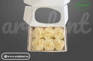 Trandafir criogenat Romantic Light Beige - floare deschisă Art Plant