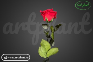 Trandafir criogenat Rosu Red02 cu tijă, 30 cm - Img 2
