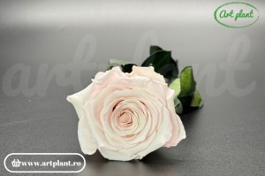 Trandafir criogenat Roz Bic07 cu tijă, 30 cm - Img 3