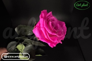 Trandafir criogenat Roz Fuchsia Pin07 cu tijă, 30 cm - Img 3
