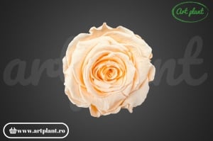 Trandafir Criogenta L Champagne Cha99 - Img 1