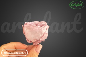 Trandafir englezesc criogenat mauve pink - Img 2