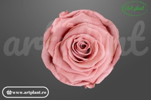 Trandafiri Criogenati 6cm Dusty Pink.