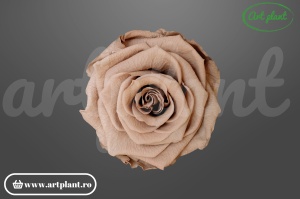 Trandafiri Criogenati 6cm Latte