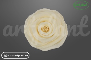 Trandafiri Criogenati 6cm Light Beige.