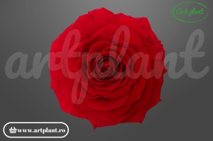 Trandafiri Criogenati 6cm Rosu.