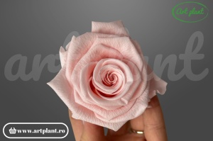 Trandafiri Criogenati 6cm roz deschis din Ecuador, 5.5-6.3 cm , inaltime 5-6.1, 6 buc