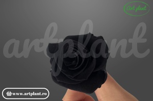 Trandafiri Criogenati Black Bla01