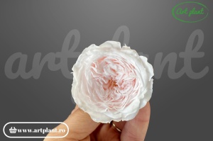 Trandafiri Criogenati de Gradina Amelia Roz Pal Pin89
