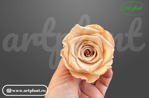 Trandafiri Criogenati L Caramel Toff 01