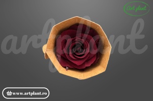 Trandafir criogenat Mediu Cabernet - Art Plant
